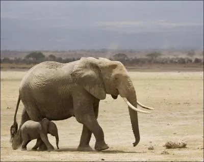 Matière qui constitue les défenses de l'éléphant !