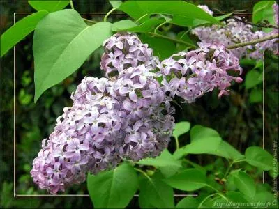 Arbuste cultivé pour ses grappes de fleurs odorantes, mauves ou blanches !
