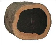 Bois précieux très noir ou veiné !