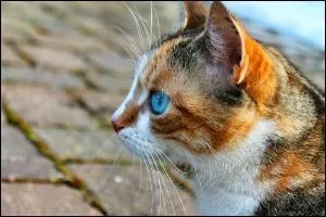 Petite Feuille a été le mentor de :