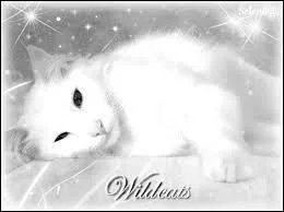 Quel est le nom du compagnon et de l'enfant de Pelage de Neige ?