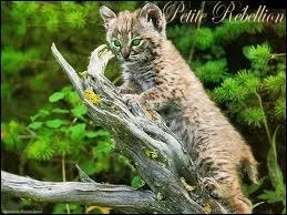 En qui Jolie Plume se réincarne-t-elle ?