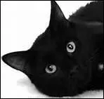 Pourquoi Nuage Noir meurt-il peu après ?