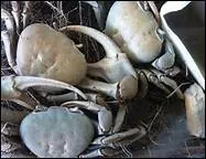 Commune de plus de 17 000 habitants.
Si je vous dis que le n° du département est 971, vous saurez trouver Morne-à-l'Eau, mais surtout allez-y pour Pâques.