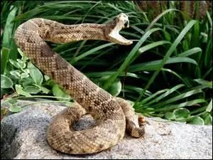 Ce serpent est ..., sois prudent.