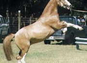 Quiz Races de chevaux - Le Criollo