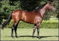 Le selle argentin est issu du croisement d'un Criollo et d'un...