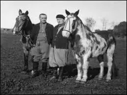 Les deux criollos d'Aimé Félix Tschiffely sont morts à l'âge de....