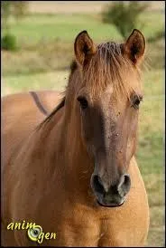 Quel gène est particulièrement présent chez cette race ?