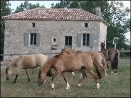 Ils sont robustes, endurants et ils mangent...