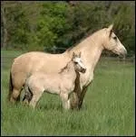 Ils peuvent vivre jusqu'à...