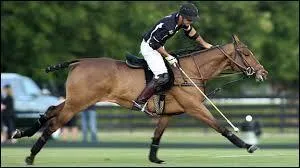 Le Criollo argentin est utilisé pour l'équitation western.