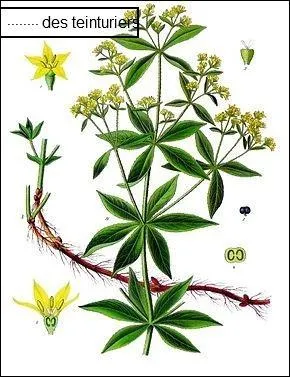 "Du bout de la langue, il mouilla ses lèvres épaisses et purpurines". Que veut dire "purpurine" ?