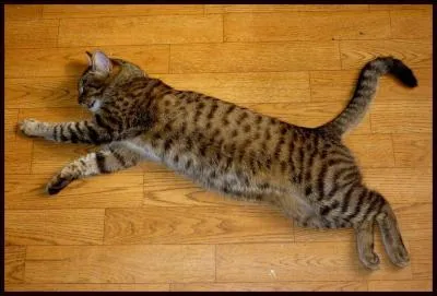 Quel logo ce chat parvient-il à imiter inconsciemment ?