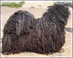 Trouvez la ville grâce à cette race de chien !