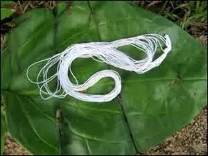 "Cousu de fil blanc" signifie :