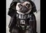 Quiz Ces chiens se prennent pour des stars