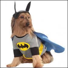 - Ouais c'est ça ! Et moi je suis une chauve-souris !