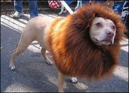 - Je ne suis pas seul, je suis accompagné de mon protecteur, c'est un ---- !