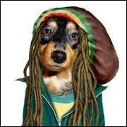 Alors, le nouveau chien décida de tuer un innocent. Il s'agit de ---.