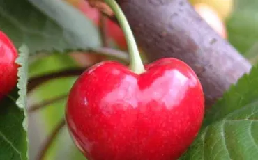 Quiz Fruits