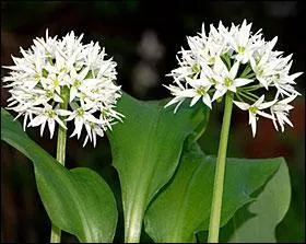 Quel est le nom de l'ail sauvage ?