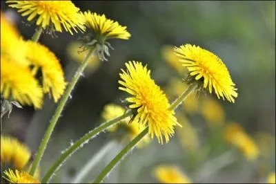 Comment surnomme-t-on le pissenlit ?