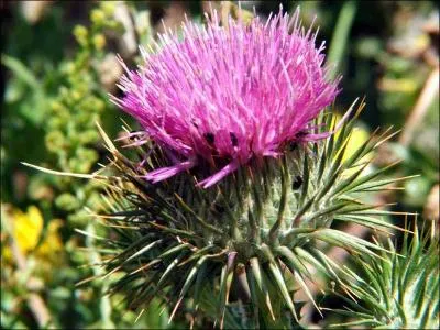 Sous quel nom connaît-on mieux l'onopordon fausse-acanthe ?