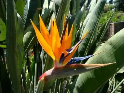 Quel est le nom du strelitzia ?