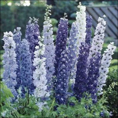 Quel est celui du delphinium ?