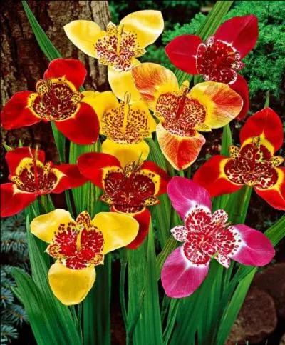 Quel est l'autre nom de la tigridie ?