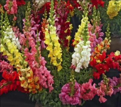 Quel est le surnom du muflier ?