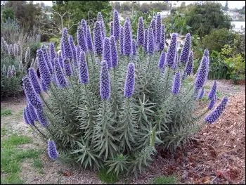 Comment surnomme-t-on l'echium ?