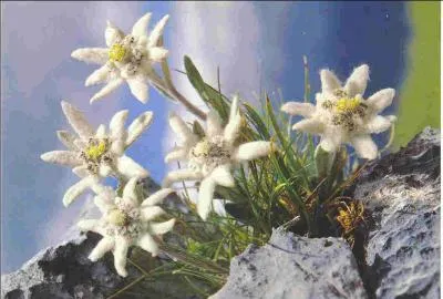 Sous quel nom connaît-on aussi l'edelweiss ?