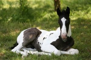 Quiz Galop 1
