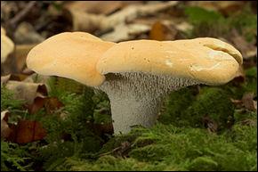 De son vrai nom hydne sinué, sous quel nom connaît-on mieux ce champignon ?