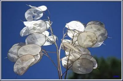 Quel est le nom de la monnaie du Pape ?