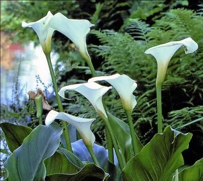 Comment s'appellent également les arums ?