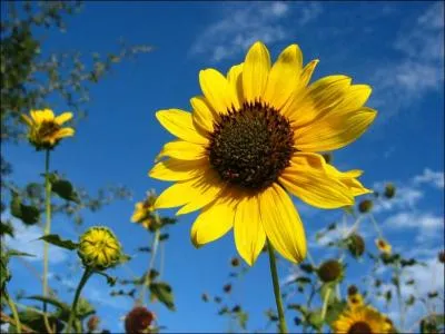 Quel est l'autre nom du tournesol ?