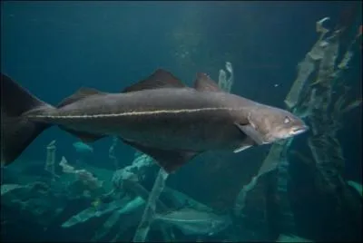 Quel nom porte le lieu noir ?