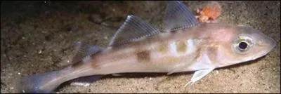 Quel est le synonyme du haddock ?