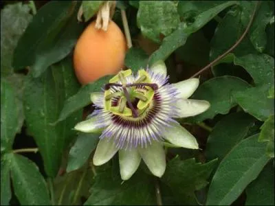 Sous quel nom connaissons-nous mieux le maracudja ?