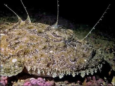 Quel est l'autre nom de la lotte ?