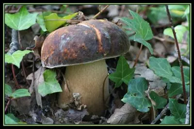 Comment s'appelle aussi le cèpe bronzé ?