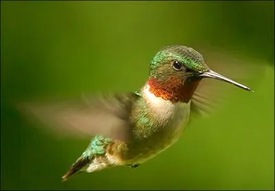 Que sont les oiseaux-mouches ?