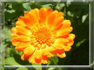 Quel est l'autre nom de la fleur nommée souci ?