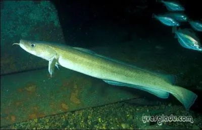 Quel est le second nom de la Julienne ?