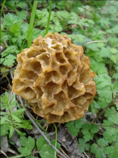 La morille blonde, remplie de vitamines, peut se manger crue, découpée en lamelles, et sublimera votre salade :