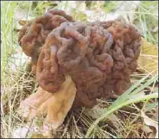 Allez-vous trouver ces champignons au mois d'avril, et vont-ils accompagner votre filet de boeuf ?