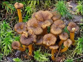Cueillerez-vous ces champignons au printemps, et allez-vous les déguster ?